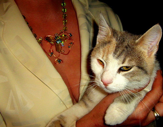 Un animal no es un juguete ni un accesorio