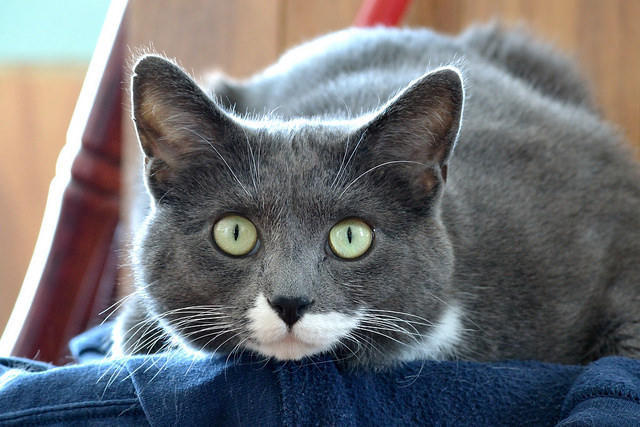 Un gato gris mirando fijamente