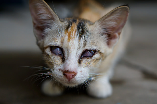 Cataratas en un gato (macho)