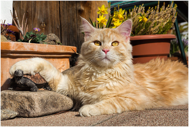¿Con quién más puede hacerse amigo un gato?