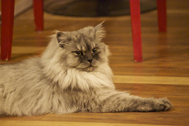 Los gatos del cat café pueden ir donde quieran.