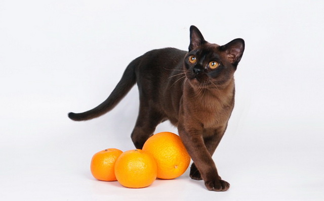 gato birmano