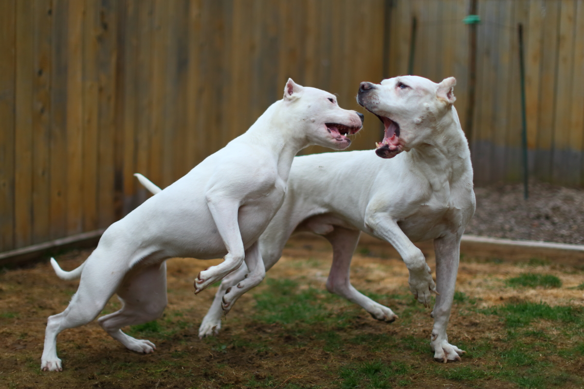 Dogos argentinos