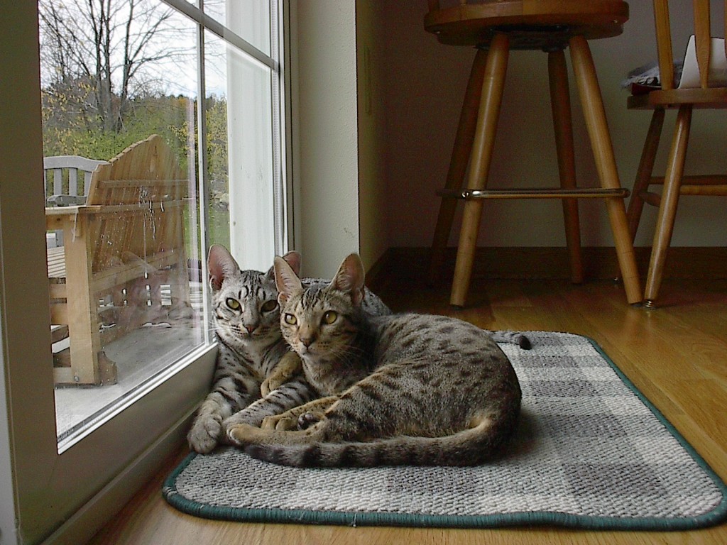características generales de los gatos de la raza Ocicat