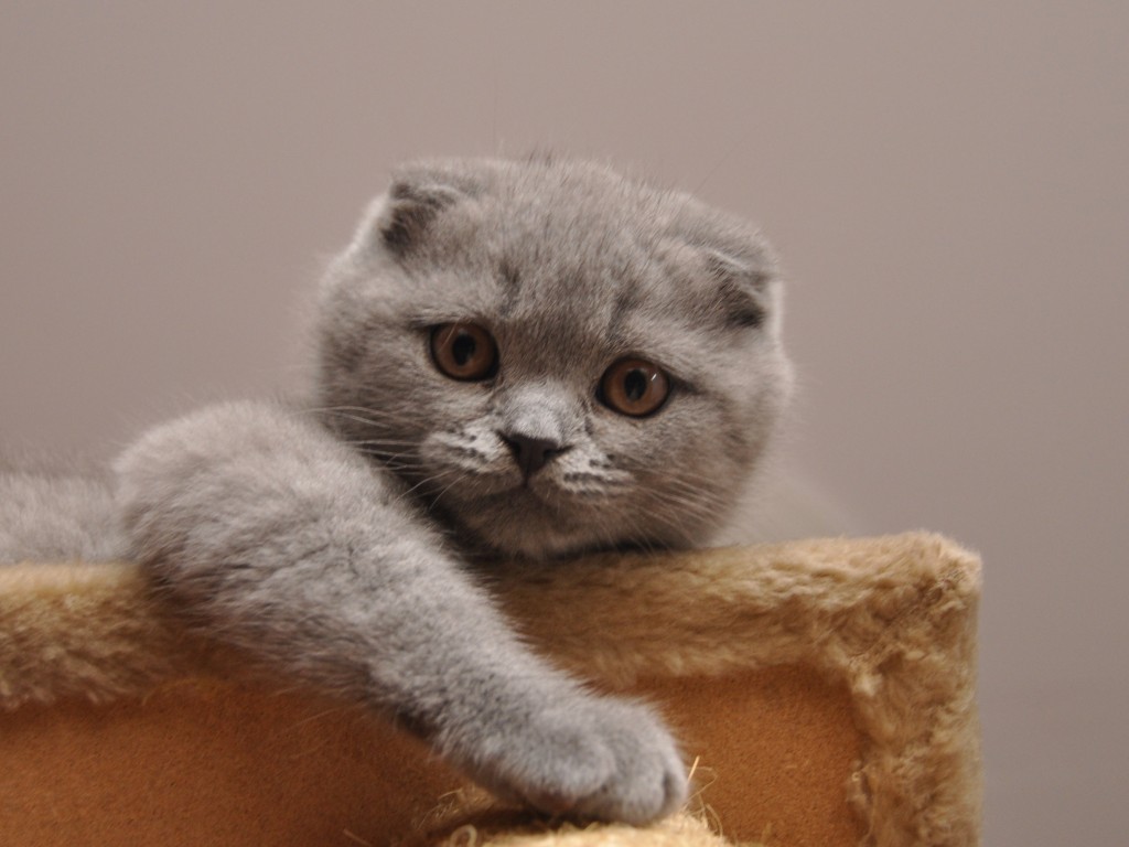 Características generales de los gatos de la raza Scottish Fold