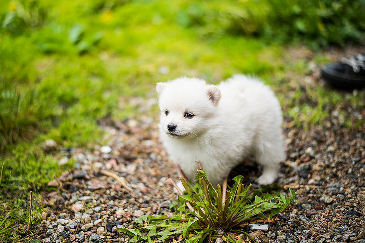 cachorros de Mittelspitz