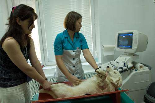 ecografía de perros, ecografía de gatos, ecografía de animales, preparación para la ecografía