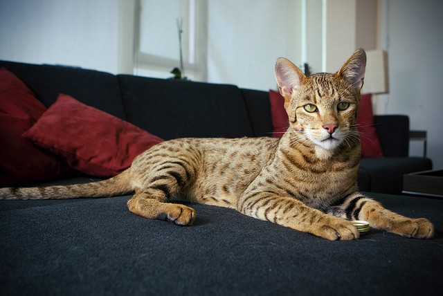Mini-leopardo - Ashera