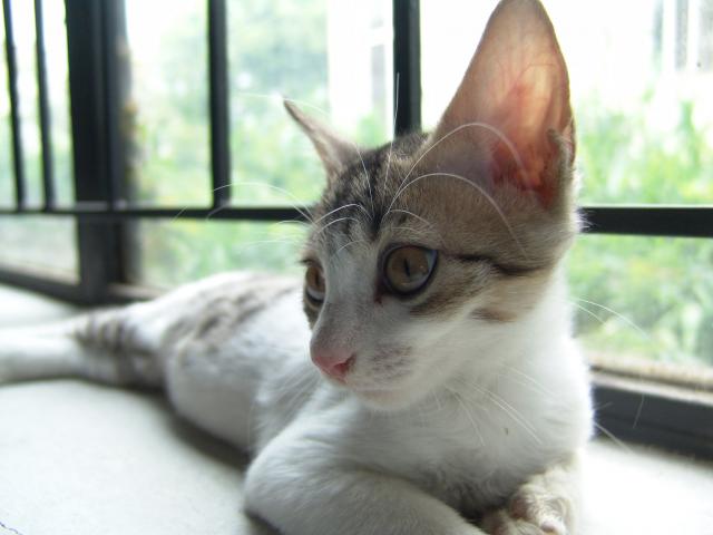 Comportamiento del gato
