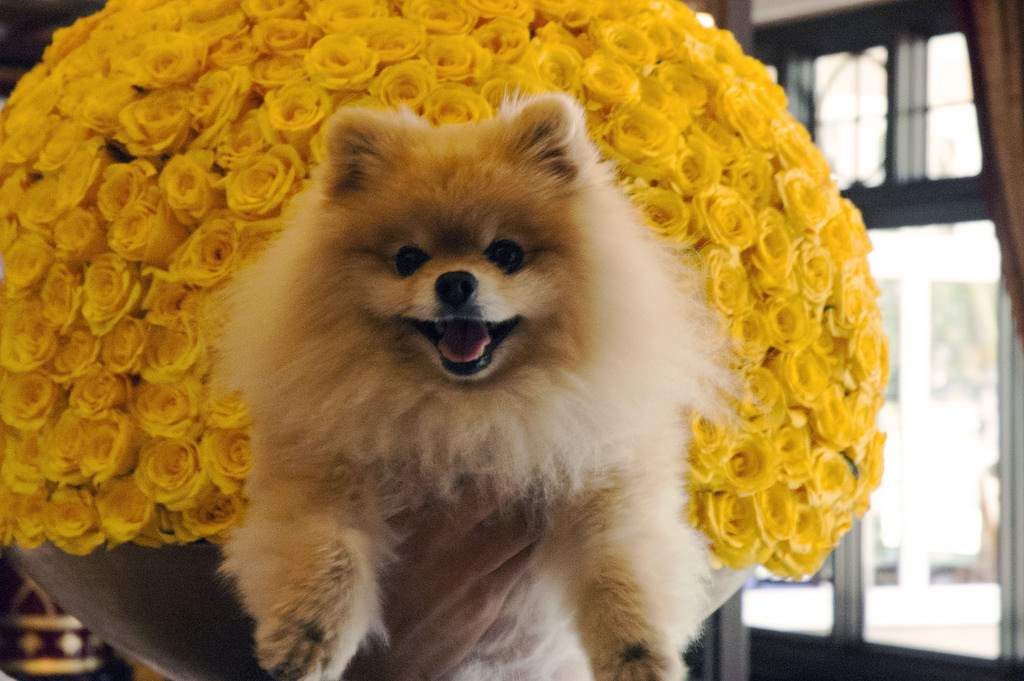 Spitz Pomerania junto a un ramo de flores