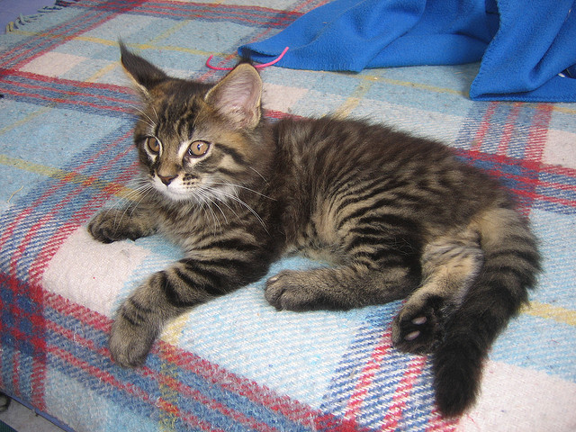 Maine Coon in getigerter Farbe