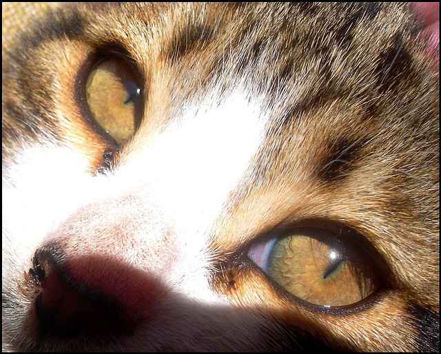 Ojos de gato