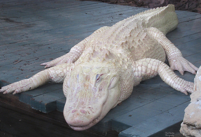 Albinismo: una patología genética