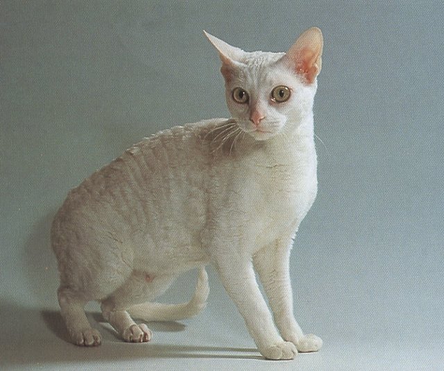 fotos de gatos de la raza Rex alemán