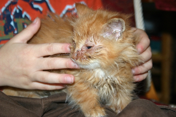 Eiternde Augen bei der Katze