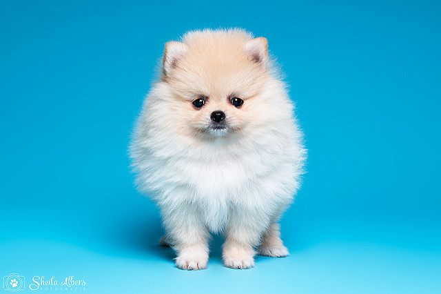 Pomerania