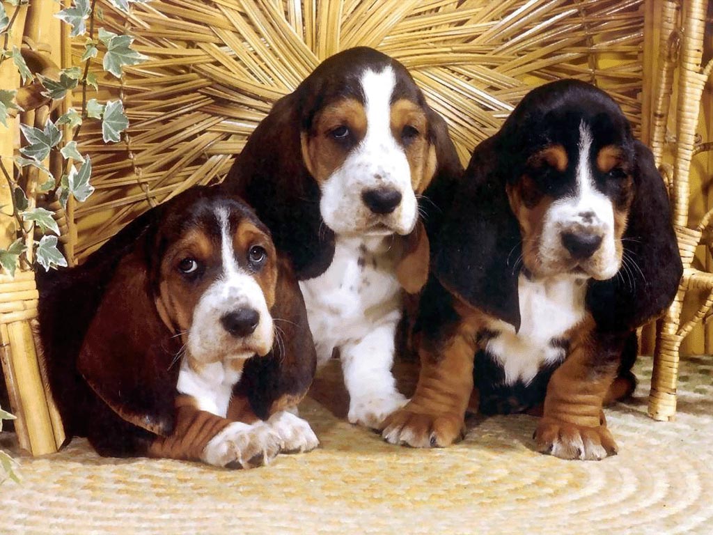 cachorros de Bloodhound