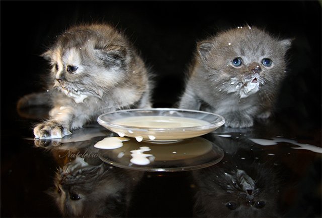 alimentación del gatito británico
