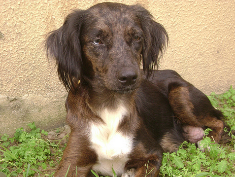 Examine a su mascota para no pasar por alto las manchitas