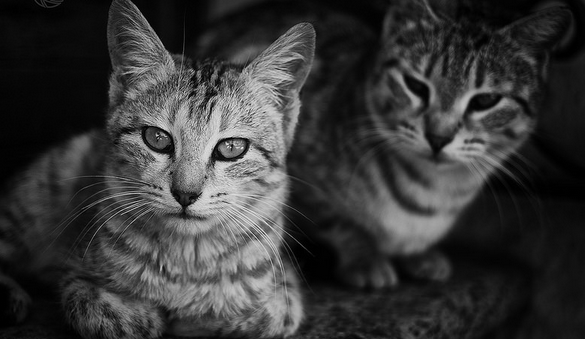 Los gatos pueden vivir solos, pero también en parejas.