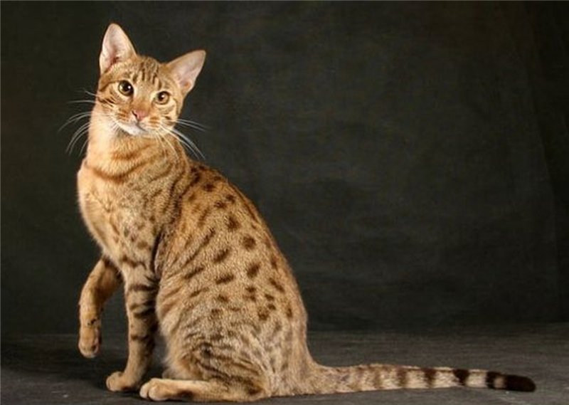 Gatos de raza Ocicat