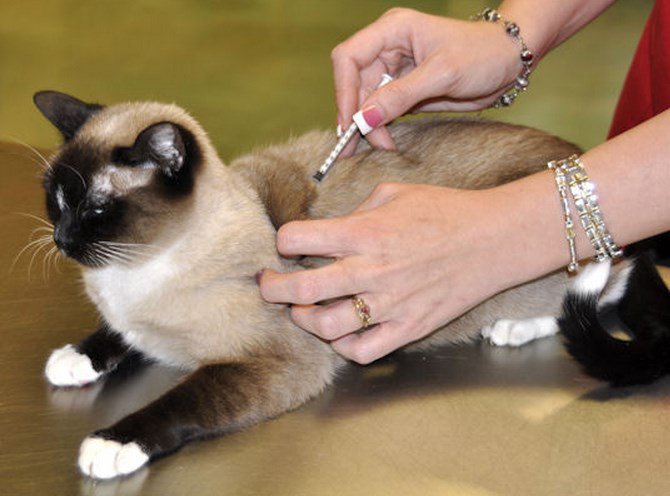 Cómo hacer una inyección a un gato en la cruz