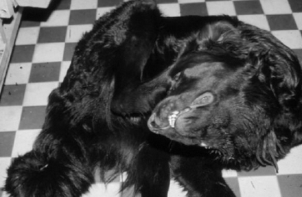 enfermedad de Aujeszky en perros