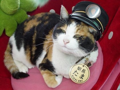 Gata rescatadora