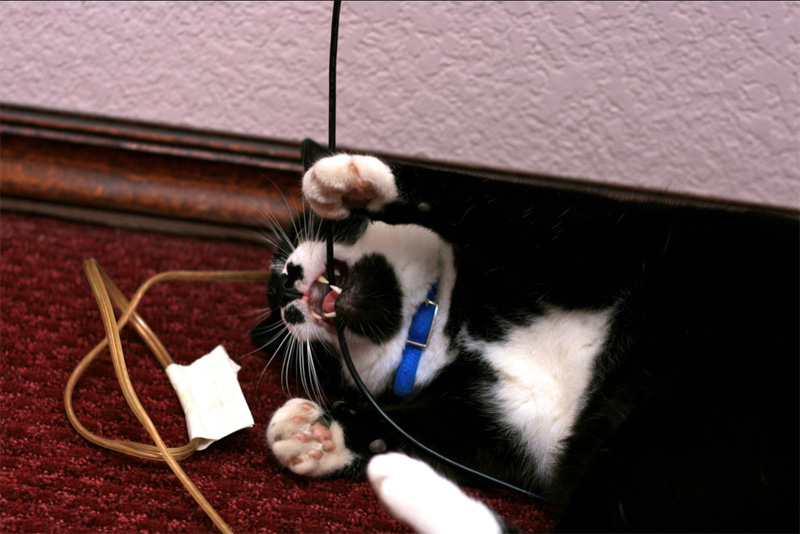 Katze frisst Blumen