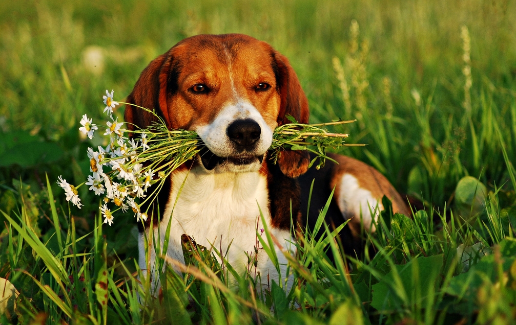 sabueso estonio con flores