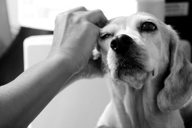 Le limpian los oídos al perro