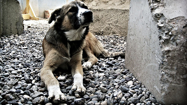 Proteja a su perro de las pulgas