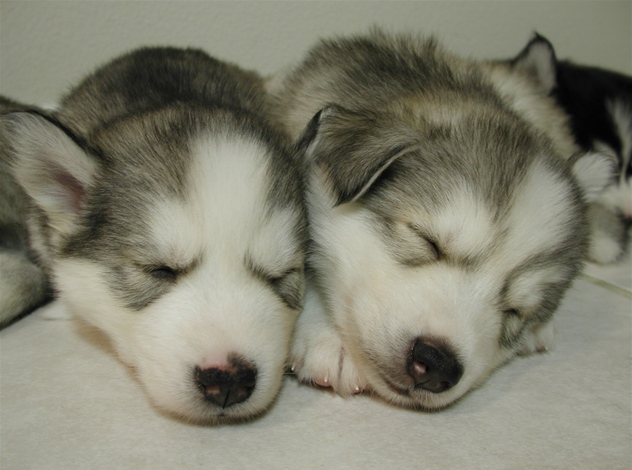 cachorros de husky