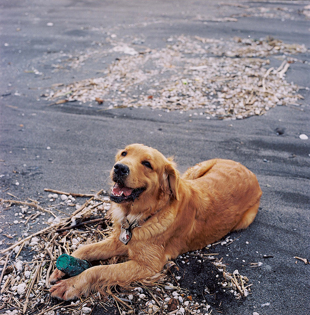 El perro y la basura