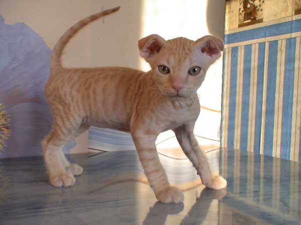 gatos de la raza Levkoy ucraniano