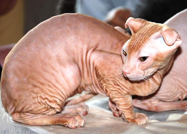 Características generales de los gatos de la raza Ucraniano Levkoy