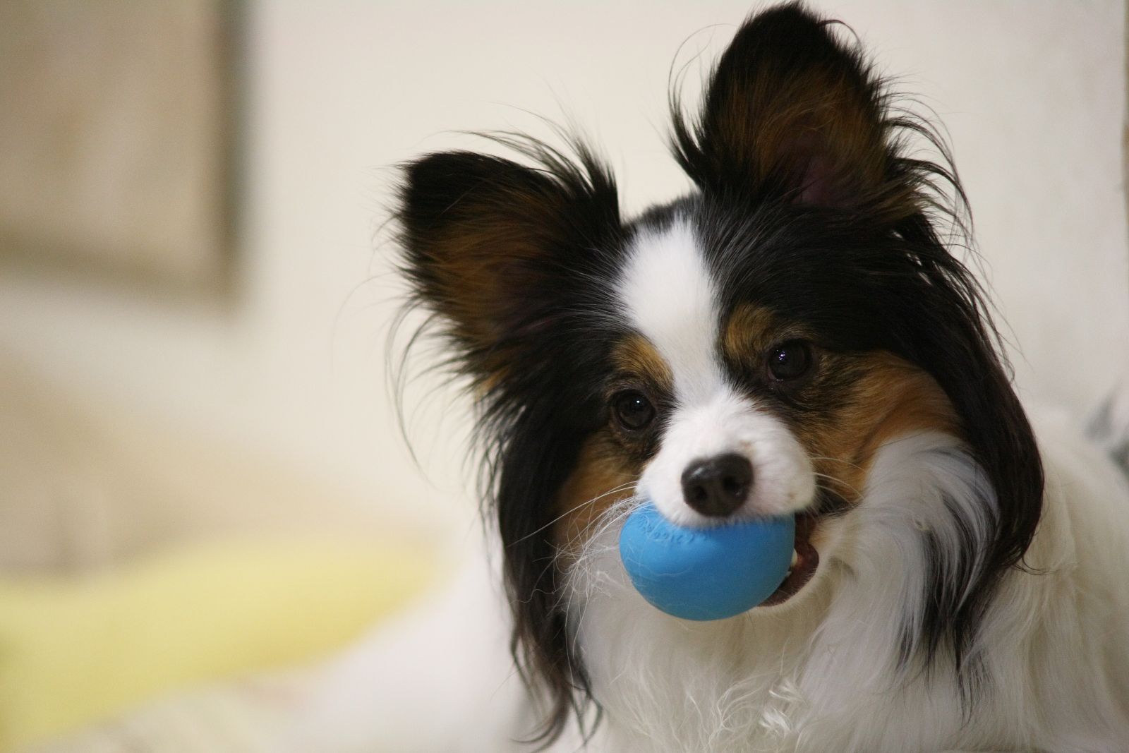 papillón jugando