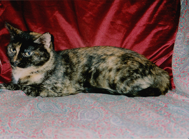 Gato carey tortie