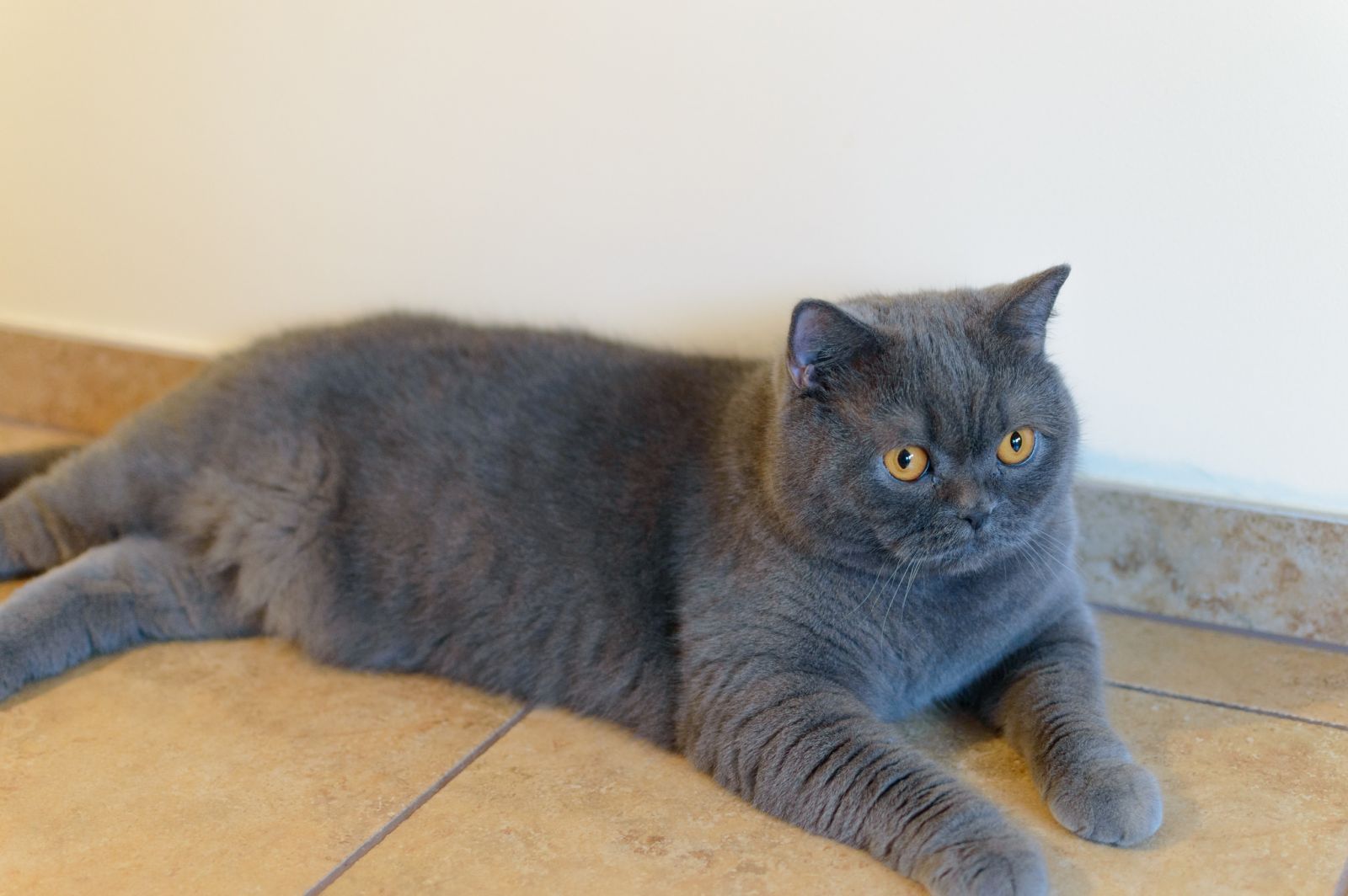 Gato británico azul