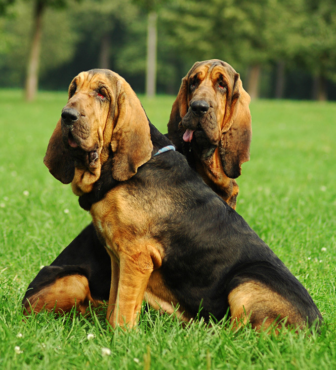 Bloodhounds