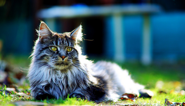 Gato Maine Coon en la hierba