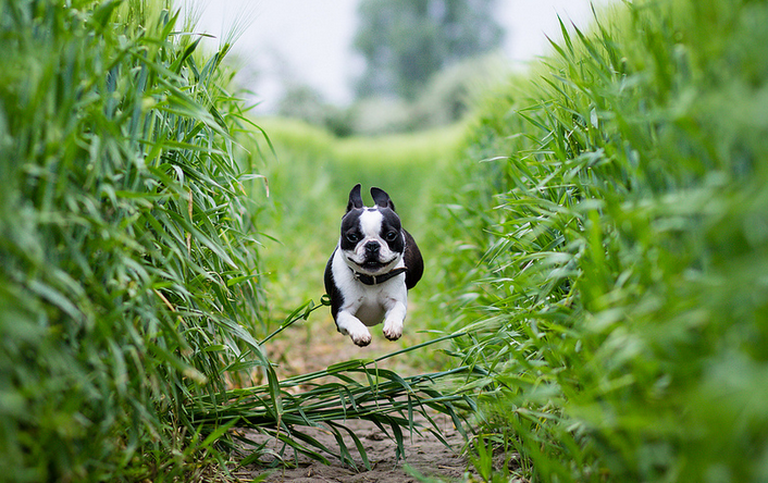 juegos con el Boston terrier