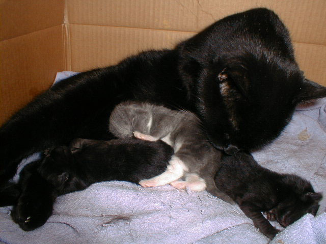 La gata que ha parido y los gatitos necesitan sus cuidados