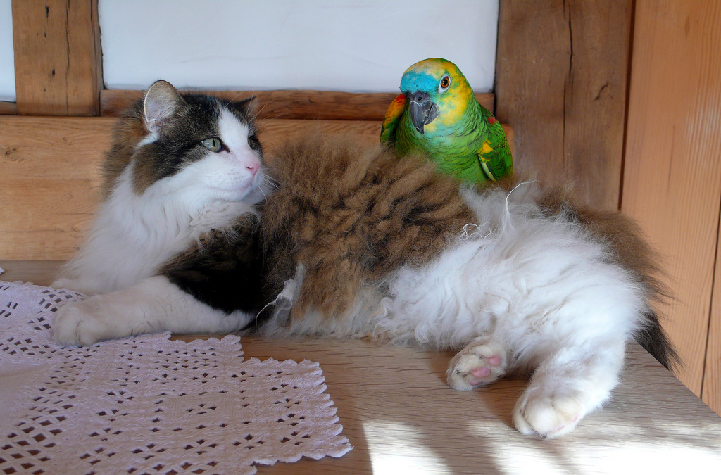 La gata juega con el loro