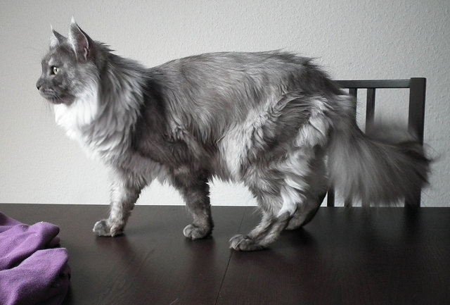 Rauchige Farbe einer Maine-Coon-Katze