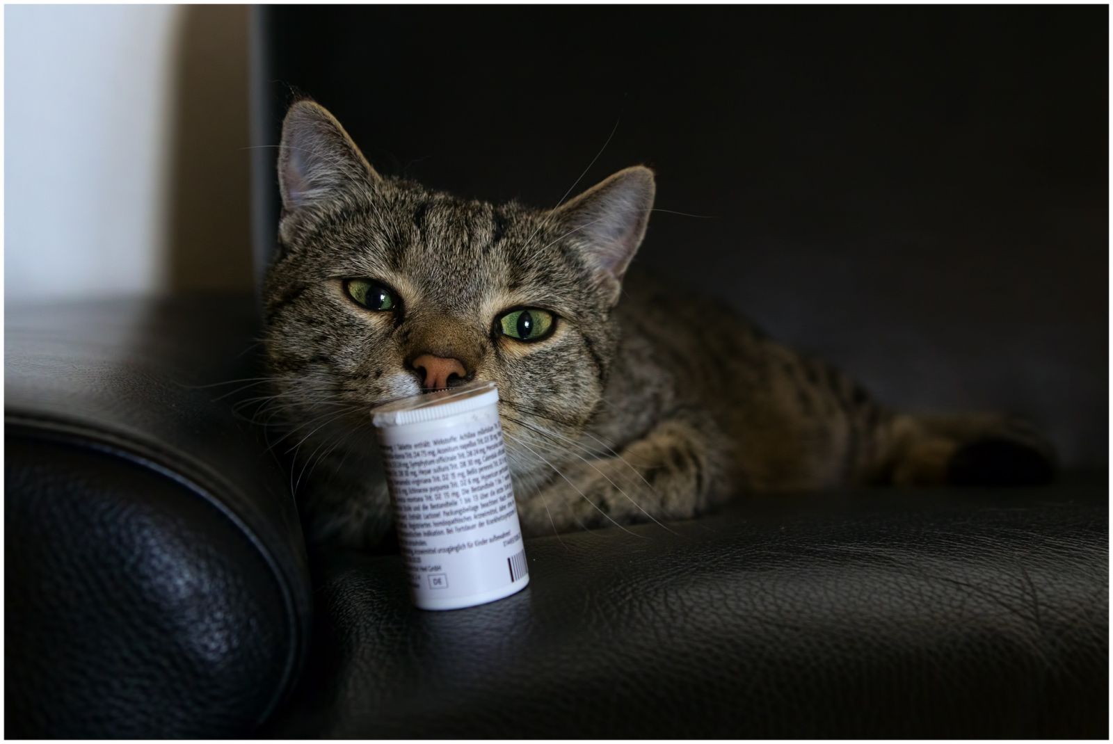 Gato con un frasco de comprimidos contra las lombrices