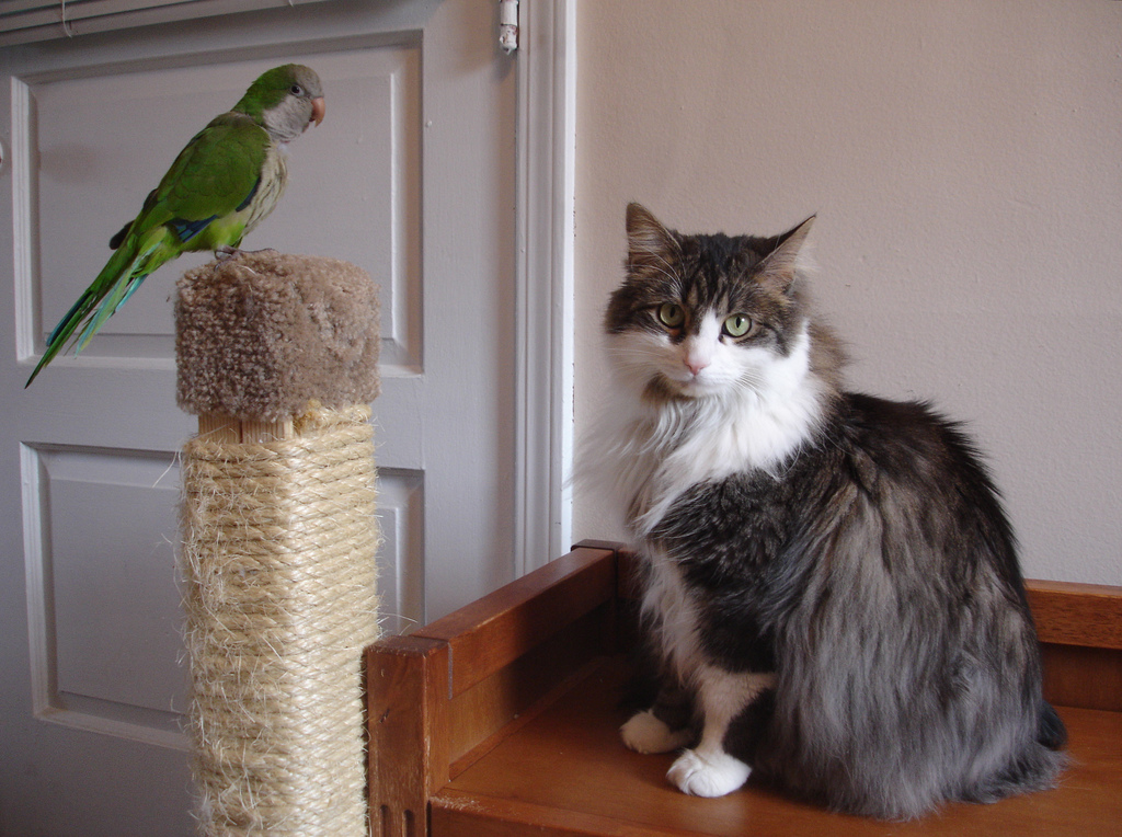 El gato y el loro