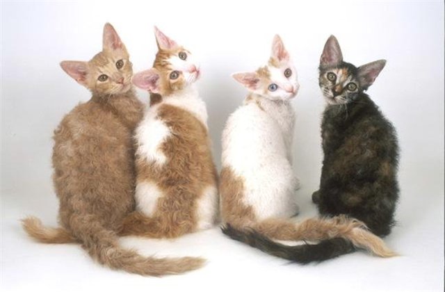 gatos de la raza Laperm