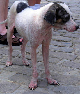 Eczema en el perro