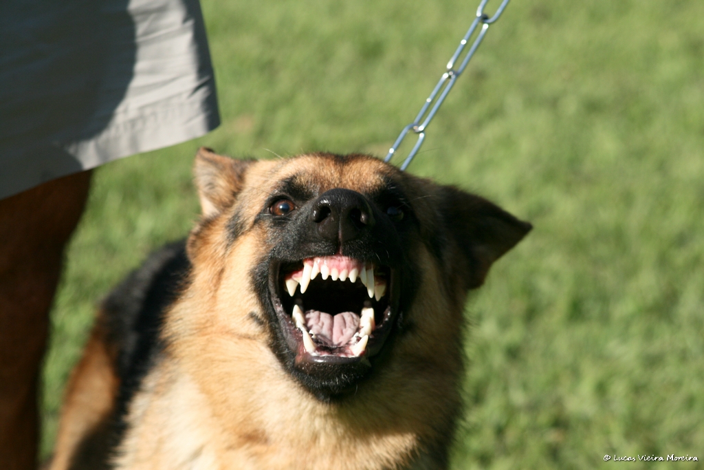 cómo enseñar a un perro la orden «fas»
